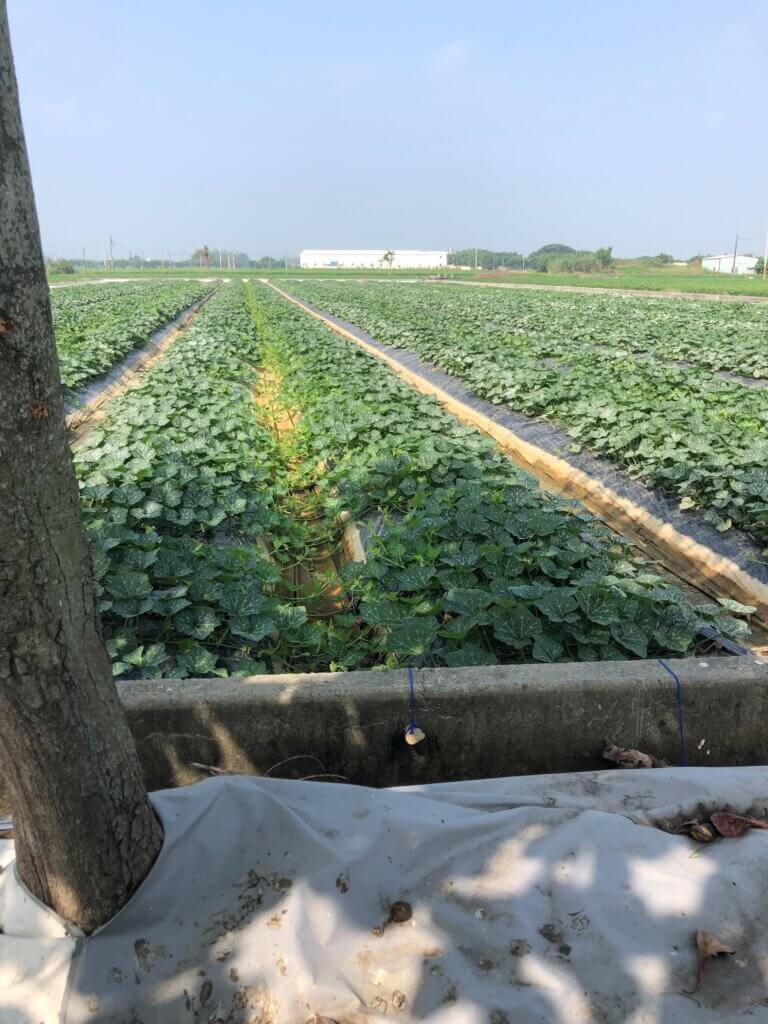 圖四、生機蓬勃、用心照顧的有機南瓜田