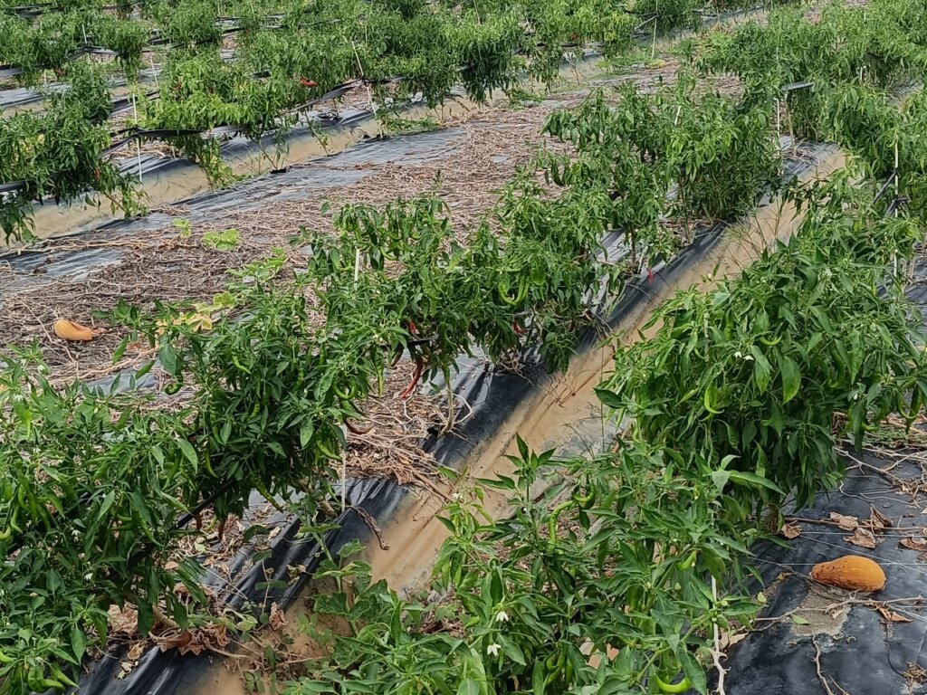 圖六、糯米椒與南瓜共生(採訪當時第一期有機南瓜已採收完畢)