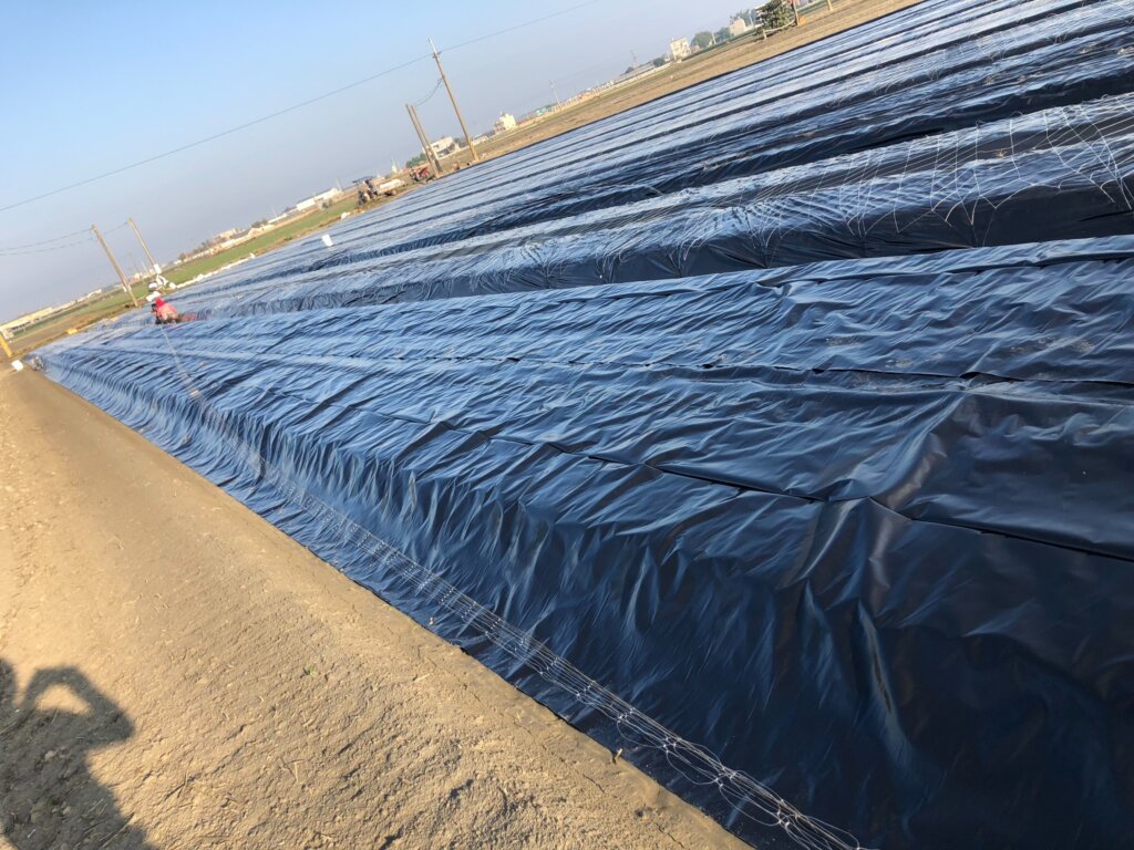 圖二、南瓜田防治雜草用的PE防水布