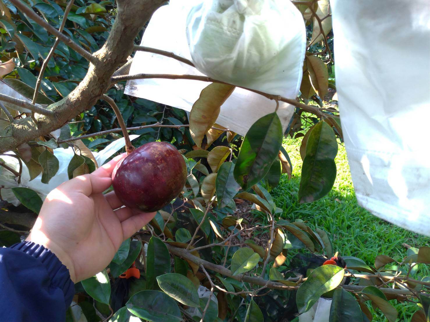 轉換跑道當青農―葉坤霖穩扎穩打走向有機 5 外型圓潤漂亮的牛奶果