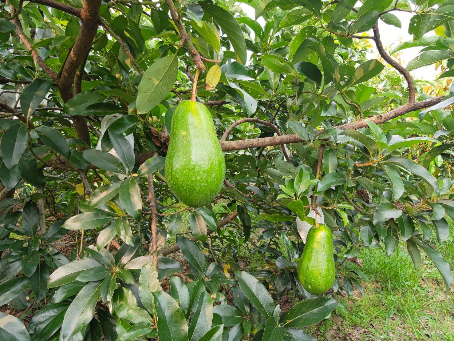 轉換跑道當青農―葉坤霖穩扎穩打走向有機 6 大顆飽滿、結實累累的酪梨樹