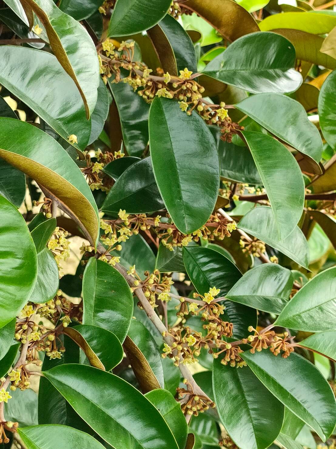 轉換跑道當青農―葉坤霖穩扎穩打走向有機 3 果樹大量開花