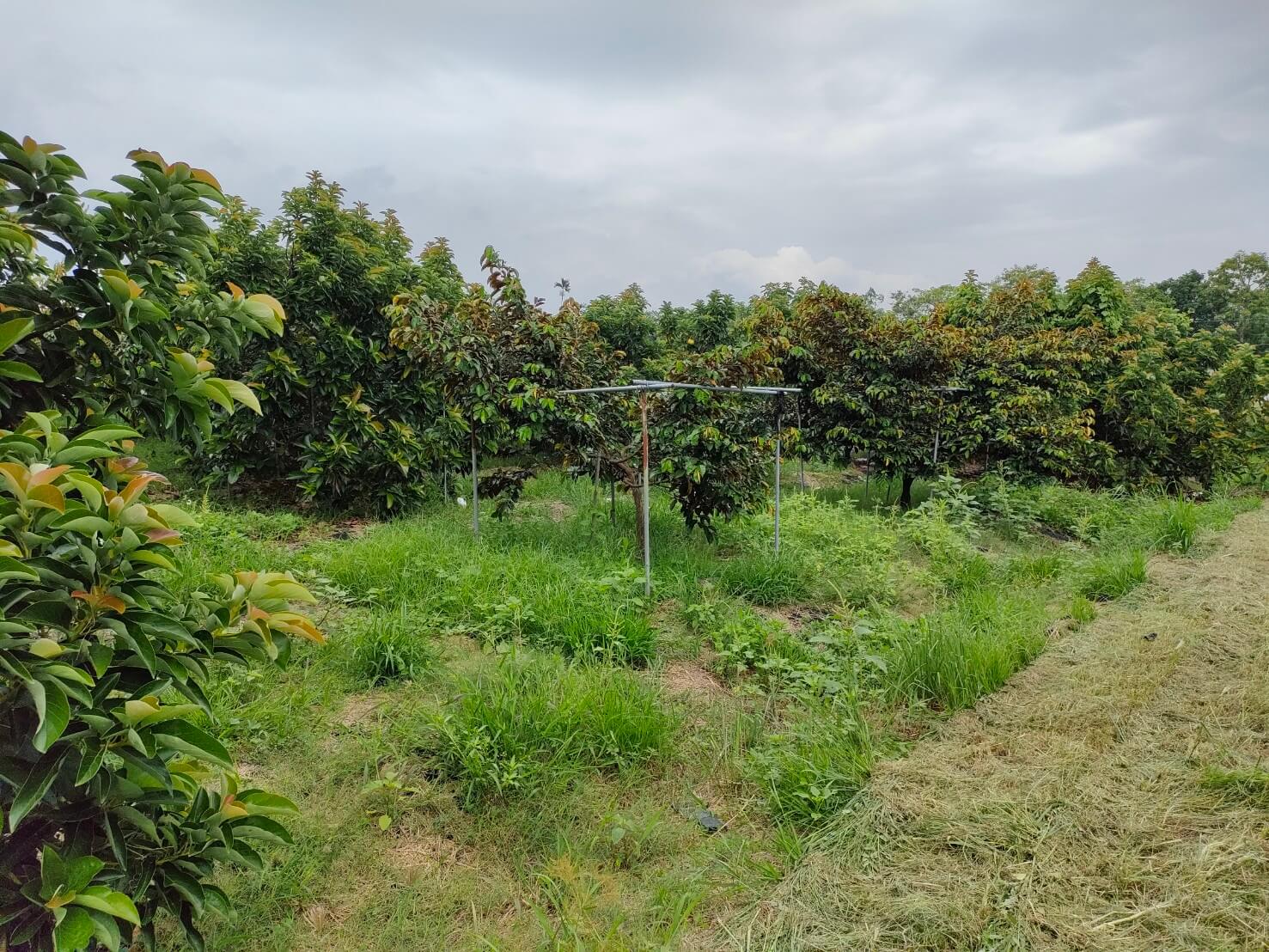 轉換跑道當青農―葉坤霖穩扎穩打走向有機 2 農場果園照片