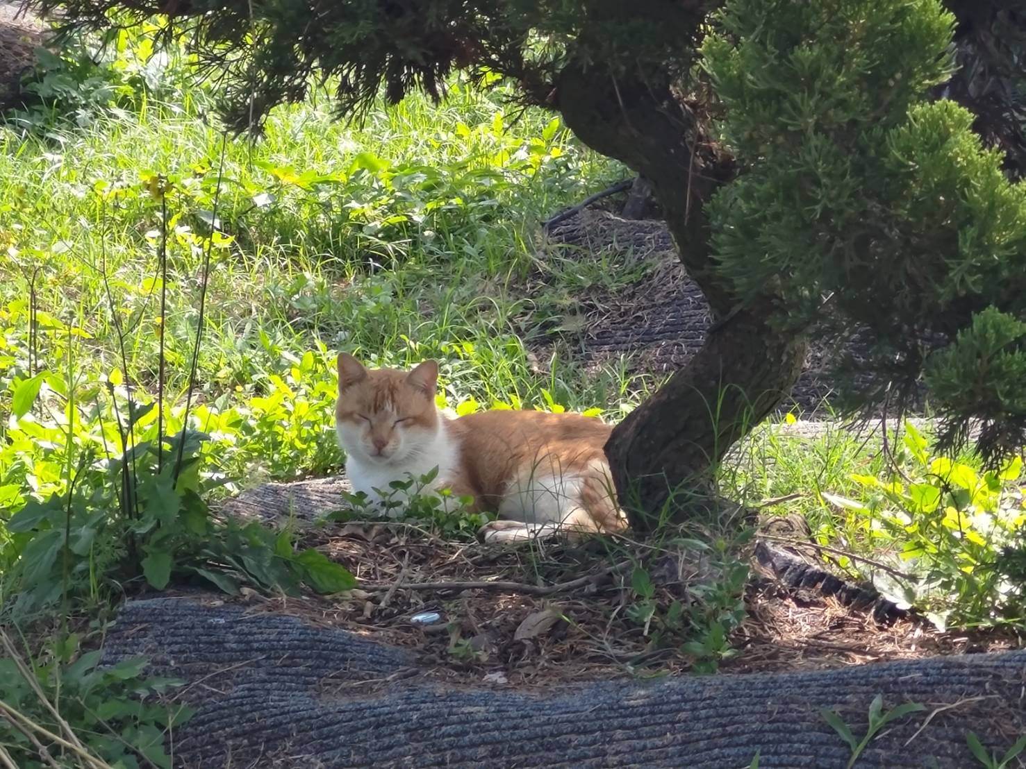 轉換跑道當青農―葉坤霖穩扎穩打走向有機 9 農場環境好 貓兒也舒服得快睡著了