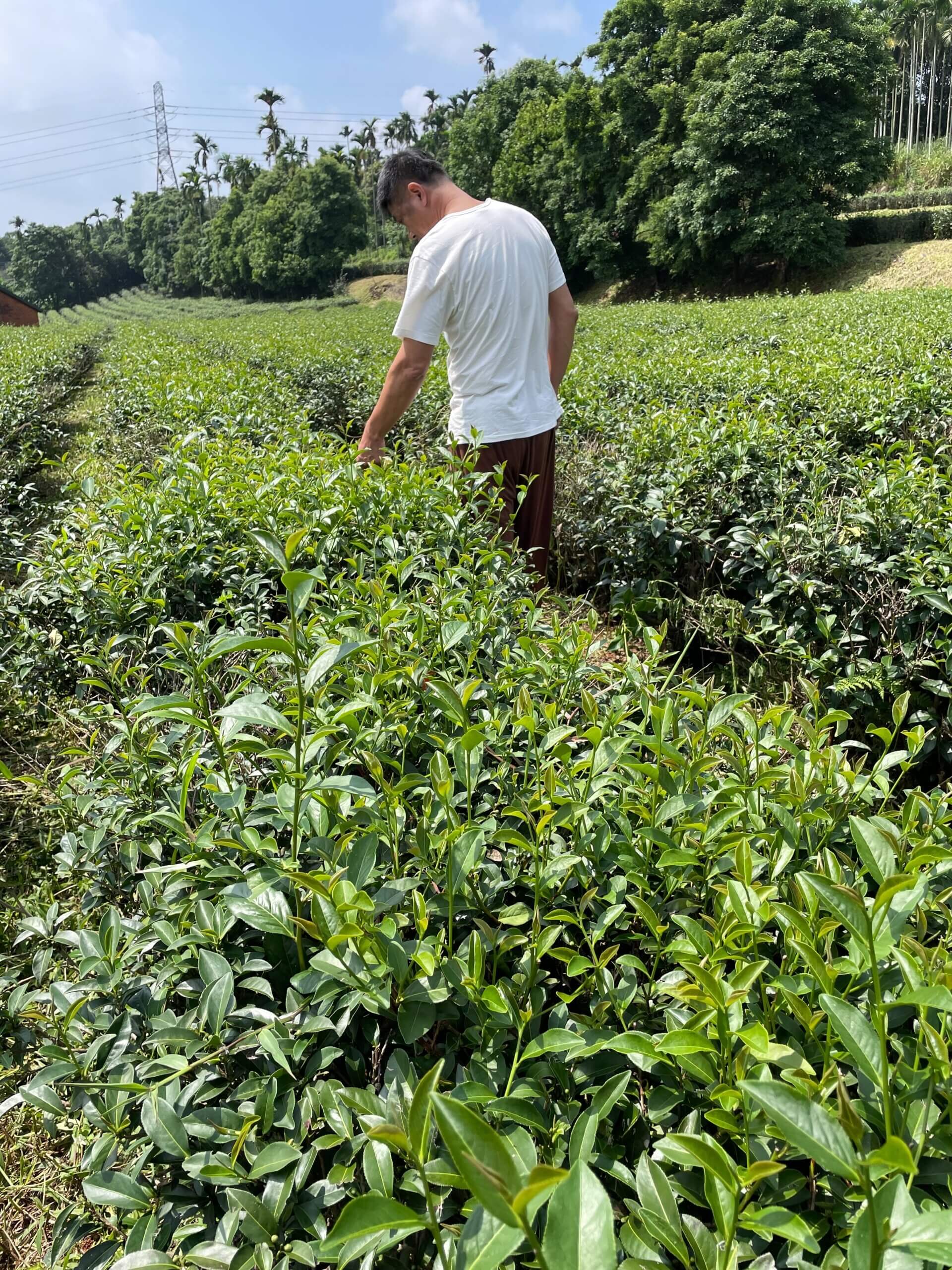 圖一、正在巡視茶園的賢鴻大哥 scaled