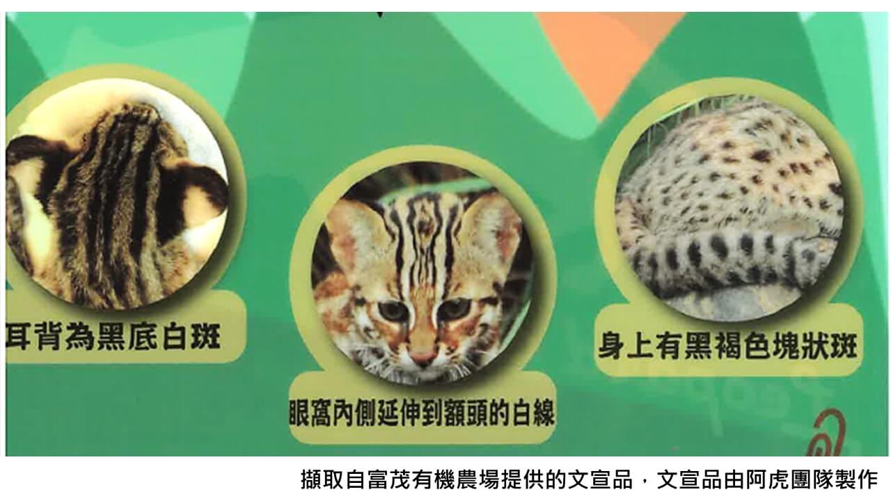 圖三、石虎外觀特徵說明