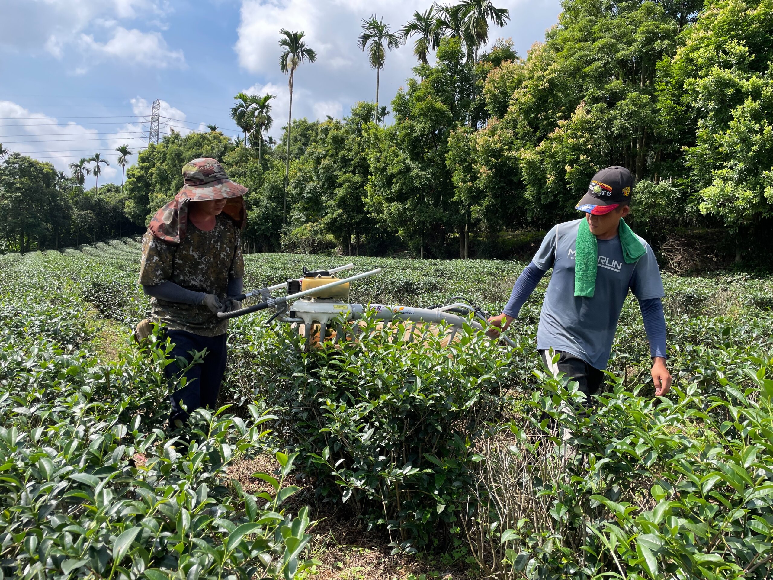 圖三、茶葉使用機器採收中 scaled