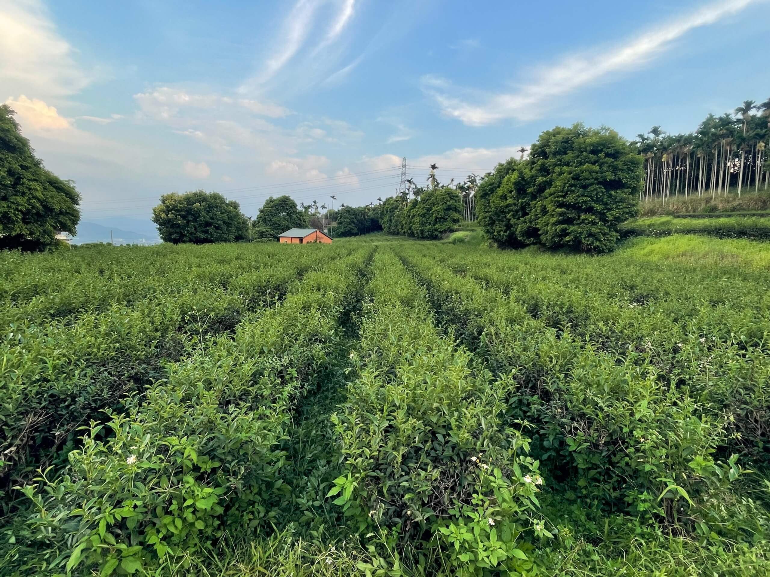 圖二、寶樹茶園一隅 scaled