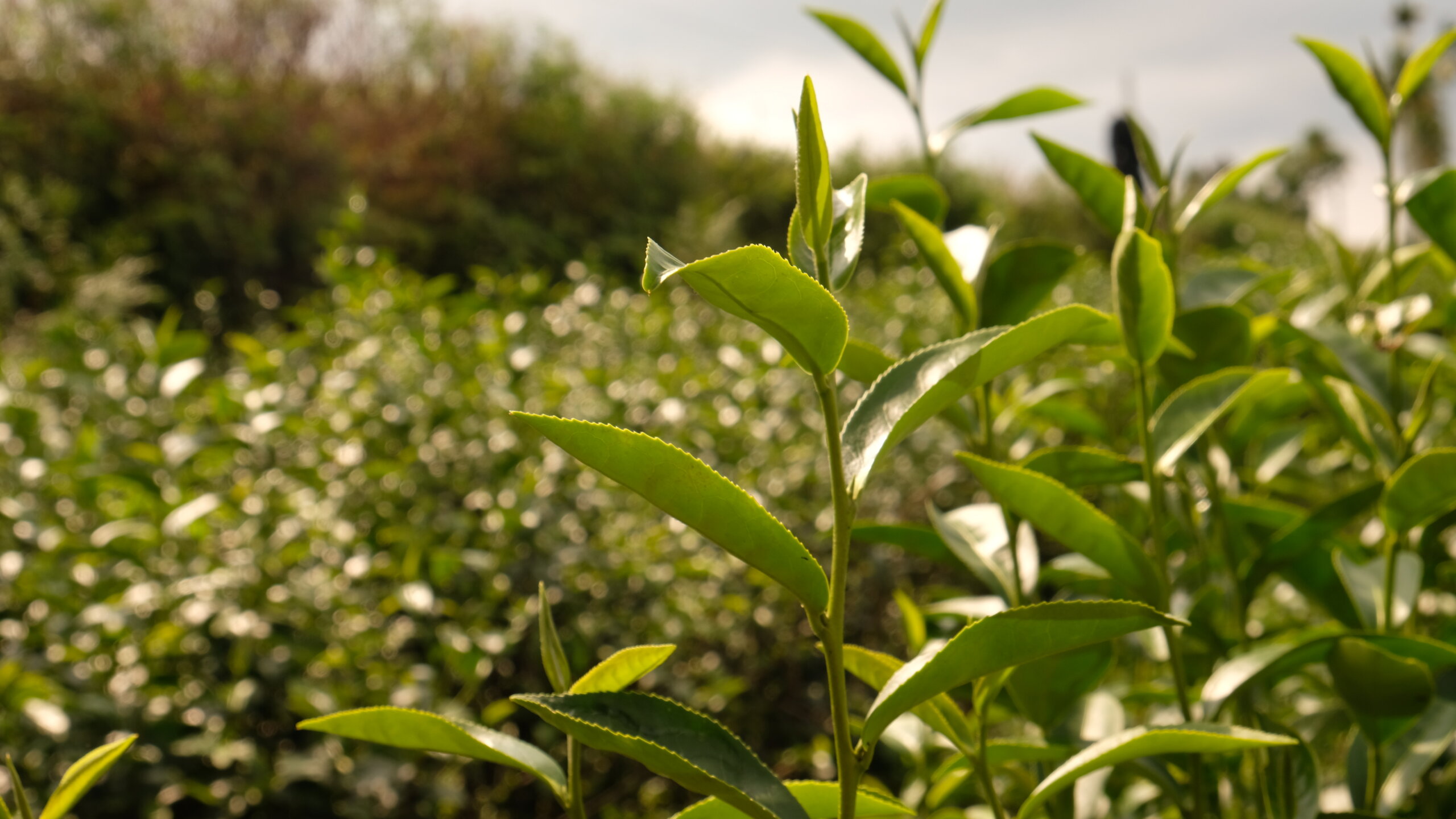 圖六、生機盎然的茶葉 scaled