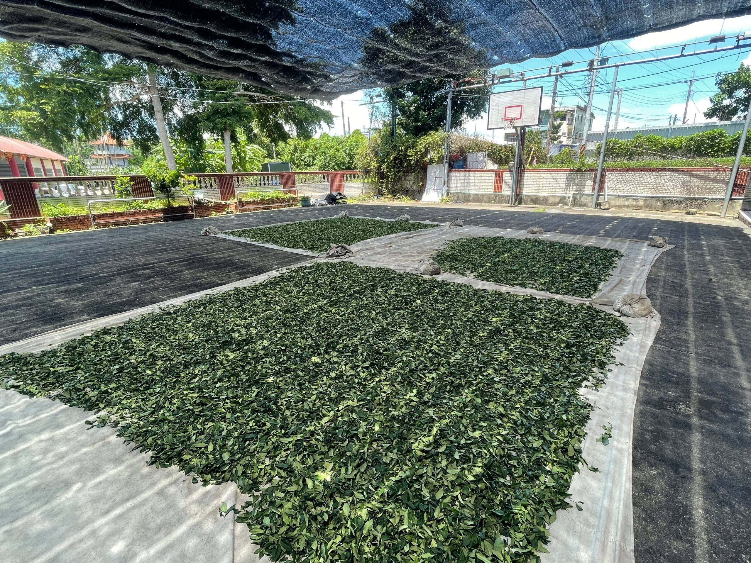 圖四、室外日光萎凋 1 scaled