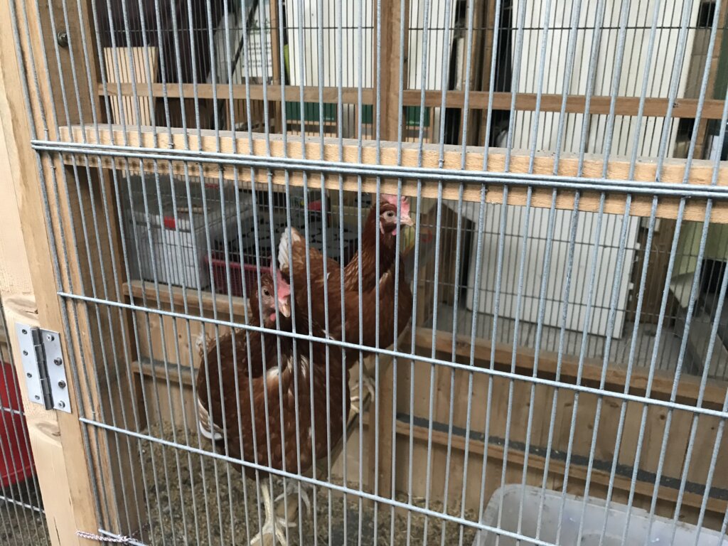 圖2、新一和新二