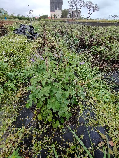 圖一、這片看似雜草的植物就是丹參的地上植株