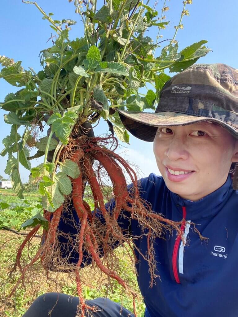 圖二、剛從土裡採收的丹參地下根部極像紅珊瑚