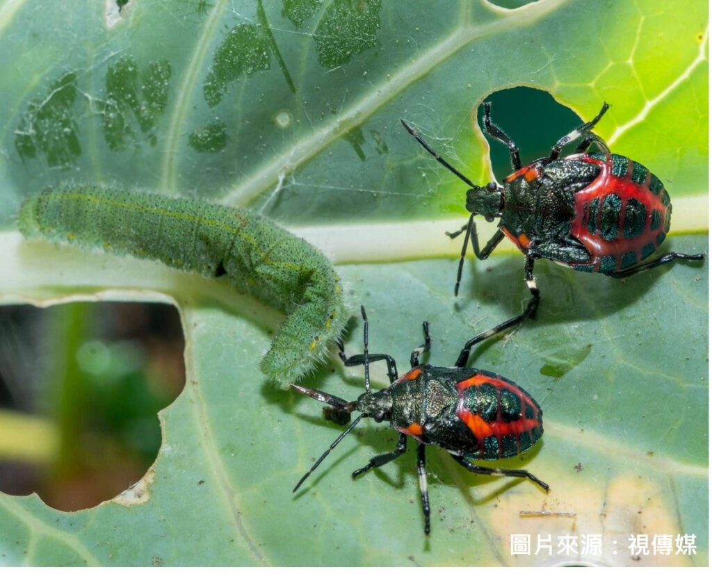 5.黃斑粗喙椿象生產收集系統2