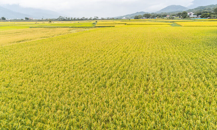 有機突破兩萬公頃了，然後呢？